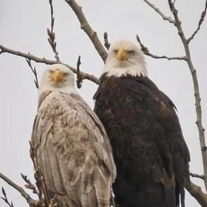 Meet your Posher, Shane